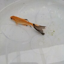 金曜日発送（1日）【宮城鉄魚飼育研究会】赤鉄魚（小）①9センチくらい_画像4