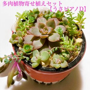  【うさピアD】訳あり 抜き苗 たっぷりもりもり 多肉植物 寄せ植え用苗セット カット苗