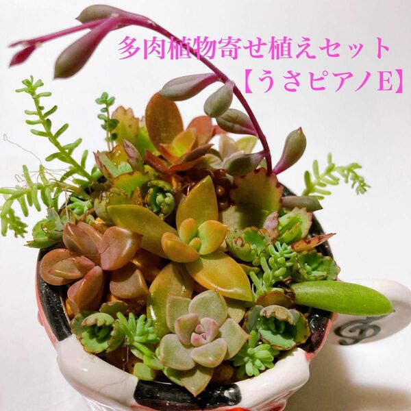 【うさピアノE】訳あり 抜き苗 もりもり 多肉植物 寄せ植え用苗セット カット苗