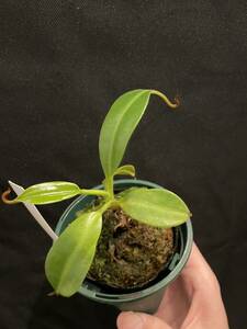 N.edwardsiana Tambuyukon ネペンテス　エドワードシアナ　食虫植物　ウツボカズラ