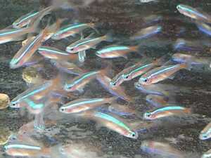 100 pcs car jinaru Tetra approximately 1.5 centimeter 