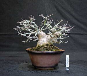  maple mountain maple (yamamomiji/momiji) bonsai depth 25cm width 24cm height 21cm ( store receipt un- possible )