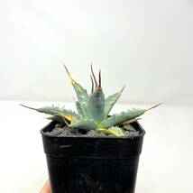 Agave uthaensis var. nevadensis★アガベ ユタエンシス ネバデンシス★実生株★_画像4