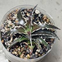 Dyckia Evil Wing　イーブルウイング（イービルウィング） otto Bromeliad Hybrid ディッキア　　　子株22-7 _画像4