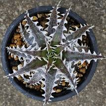 Dyckia Evil Wing　イーブルウイング（イービルウィング） otto Bromeliad Hybrid ディッキア　　　子株22-7 _画像1