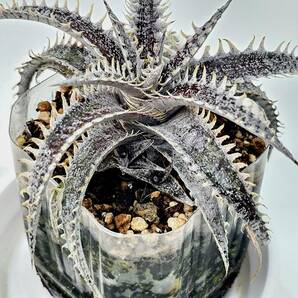 レア株 ディッキア ディッキア・ガンダルフ Dyckia Gandalf bromeliad Cultivar Register(14930) 子株付き 整理D30-4の画像9