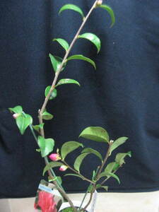 ◆香りの花木　匂い椿 フルグランド ピンク(C)　H=65cm　4号鉢植え