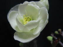 ◆花木　純白の花 八重　　 ボケ/放春花「白寿」H=23　5号鉢植え_画像3