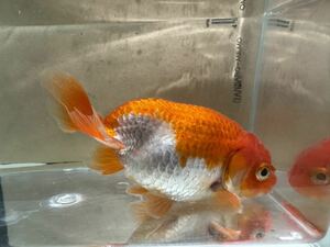  golgfish opening 2 -years old .. interior breeding actual article or goods exhibition 