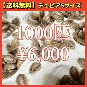 【デュビアS】1000匹＊送料無料！スピード配送！