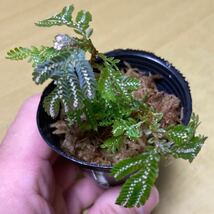 セラギネラ ピクタ Selaginella picta 発根済み_画像1