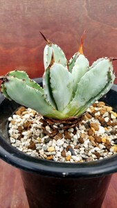 アガベ　Agave potatorum Cubic