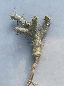 「y34」Monsonia crassicaulis モンソニア クラシカウリス★サルコカウロン　クラシカウレ★コーデックス★塊根植物