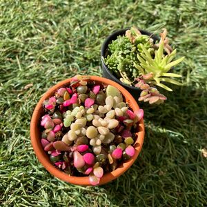 無農薬　多肉植物　カラフル　ちまちま寄せ植え　セダム　桜吹雪　姫秋麗　寄せ植え　