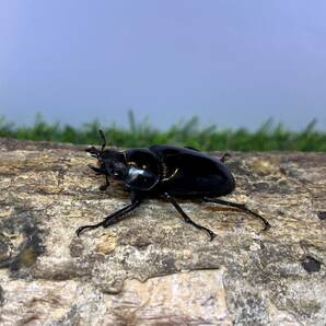 ギラファノコギリクワガタ ♂８３ｍｍ ♀４１ｍｍ 成虫ペア スマトラ島産の画像6