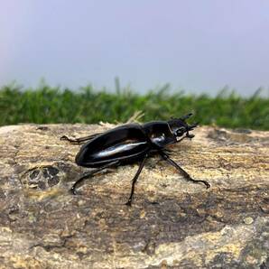 ギラファノコギリクワガタ ♂８３ｍｍ ♀４１ｍｍ 成虫ペア スマトラ島産の画像7