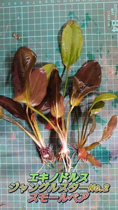  Echinodorus Jean gru Star No.2 small Bear underwater leaf small stock ~ middle stock 2 stock 