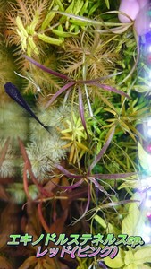  Echinodorus te фланель s красный ( розовый ) зеленый . АО только подводный лист 15 АО 