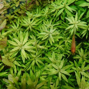 ニューオランダプラント　水中葉　8~15cm前後　5本