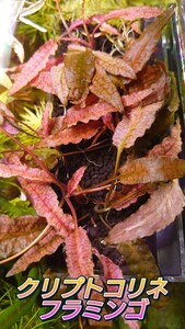  Cryptocoryne flamingo underwater leaf 2 stock 