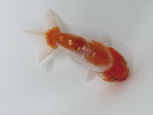  luck . goldfish animation equipped! quality goods Sakura . Kato production lovely beautiful .. series . becomes pattern beautiful approximately 10~11 centimeter 3 -years old actual article or goods 1 pcs SNR-2 ②-1 goldfish Shiga golgfish 