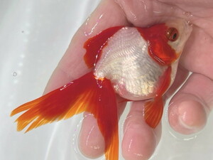 福嘉金魚 動画あり！ 春キャン！ 上物 更紗琉金 将来楽しみな可愛い金魚 飯田産 約10～11センチ ３歳 現物 １匹 SR-2 ②-1 金魚 滋賀