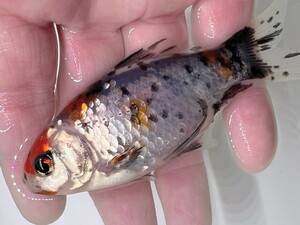  luck . goldfish animation equipped! change pattern silver .. writing gold beautiful goldfish! length tail production aquarium. accent .! approximately 10~12 centimeter 2 -years old actual article or goods 1 pcs KSB-7 ②-2 Shiga 