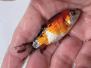 福嘉金魚 動画あり！ 銀鱗朱文金 綺麗な金魚！ 長尾産 水槽のアクセントに！ 約7～10センチ 当歳 現物 １匹 GSB-12 ②-2 滋賀