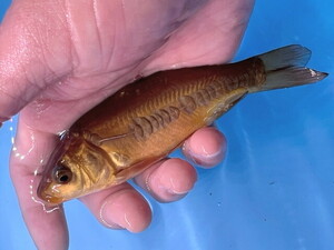  luck . colored carp animation equipped! sun cue CP! change Germany colored carp 16 centimeter aquarium breeding size elegant . beautiful . change colored carp actual article or goods 1 pcs DN-7 Shiga 