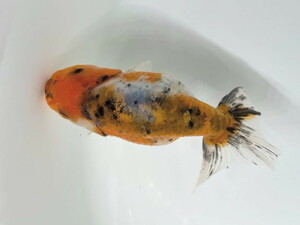  luck . goldfish animation equipped! spring campaign! quality goods Edo . Kato production .. series!. becomes pattern beautiful approximately 10~11 centimeter 3 -years old actual article or goods 1 pcs ES-1 ②-1 goldfish Shiga 