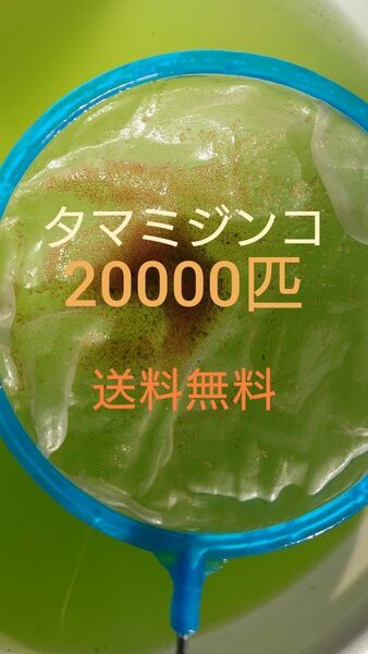 タマミジンコ　約20000匹　グリーンウォーター メダカの餌