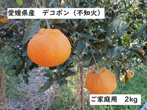 デコポン　不知火　（シラヌイ　シラヌヒ）　愛媛県産　2kg　訳あり　ご家庭用　蜜柑