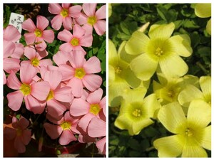 Oxalis obtusa スプリングチャーム ピンクと、イエローの苗