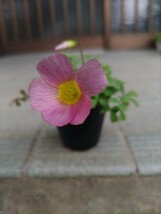 Oxalis obtusa ハイブリッド ミストの苗_画像2