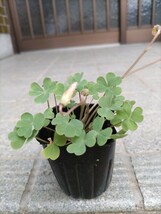 オキザリス Oxalis obtusa Lasiorhizaの苗_画像6