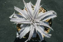 Amazonico★★★★Dyckia 'Imperial Crown' × 'Nagas'★★★★★ブロメリア ディッキア_画像1