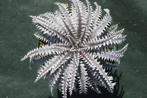 Amazonico★★★★Dyckia 'Arizona' × 'BS'★★★★★ブロメリア ディッキア