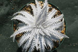 Amazonico★★★★Dyckia 'Imperial Crown' × 'Muskellunge'★★★★★ブロメリア ディッキア