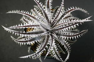 Amazonico★★★★Dyckia 'Centurion' × 'Nemesis'★★★★★ブロメリア ディッキア