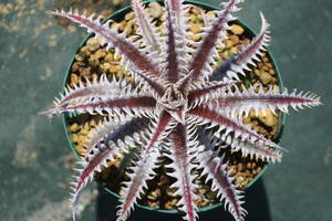 Amazonico★★★★Dyckia 'Abyss' × 'Nemesis'★★★★★ブロメリア ディッキア