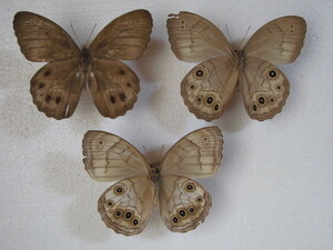 国内産蝶標本　オオヒカゲ　北海道　旭川市産　B　採集品　オス２、メス１