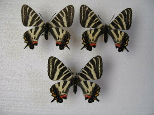 国内産蝶標本　ギフチョウB　岡山県産　美作市　　採集品　オス2、♀１