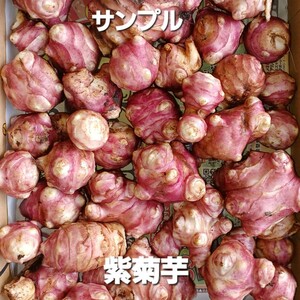 紫菊芋 の種芋 　20個