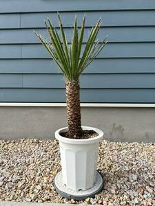 ユッカフィリフェラ（Yucca Filifera ）