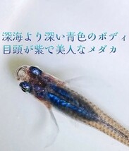 【金丸】ブラックオパールシャドー　上物 メダカ有精卵 30個+α_画像2