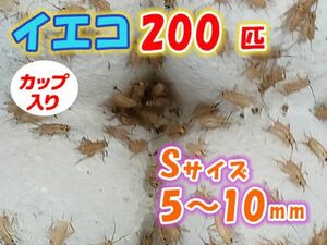 ヨーロッパイエコオロギ イエコ Sサイズ 5mm～10mm カップ入り 200匹 生餌 死着保証10% 爬虫類 両生類 トカゲ カエル [3665:gopwx]