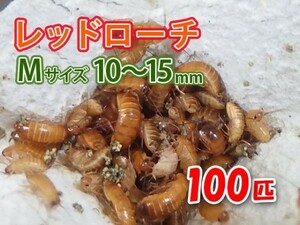 レッドローチ M サイズ 10～15mm 100匹 紙袋配送 生餌 爬虫類 両生類 肉食熱帯魚 生体 アクアリウム エサ 活餌 [3073:gopwx2]