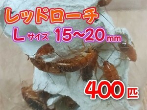 レッドローチ L サイズ 15～20mm 400匹 紙袋配送 生餌 爬虫類 両生類 肉食熱帯魚 小型哺乳類 エサ 活餌 [3481:gopwx2]