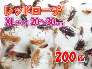 レッドローチ 成虫 XL サイズ 20～30mm 200匹 紙袋配送 生餌 爬虫類 両生類 肉食熱帯魚 生体 アクアリウム エサ 活餌[3084:gopwx2]