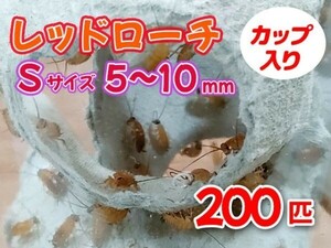 レッドローチ S サイズ 5～10mm 200匹 カップ入り 生餌 爬虫類 両生類 肉食熱帯魚 小型哺乳類 エサ 活餌 [3404:gopwx]